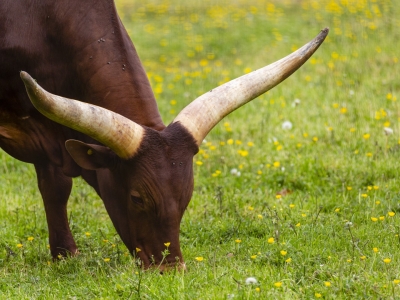 Ankole-Watusi - De Zonnegloed - Animal park - Animal refuge centre 